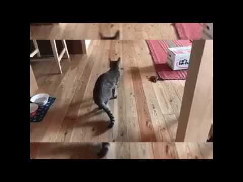 funny cats - try not to laugh challenge - funny cat & dog vines compilation 2017