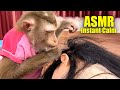 Monkey ASMR Extremely Tingly Scalp Grooming For Pure Tingly Sleep