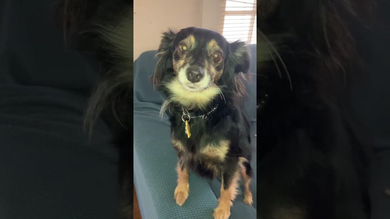 Lilac, a ADOPTABLE mixed breed in Santa Monica, CA video 4/4