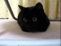 Watch this cat's eyes go from o.o to O_O 
