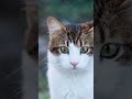 Et si ton chat était un guide spirituel ? 🐾 Tu ne verras plus jamais ton animal pareil…