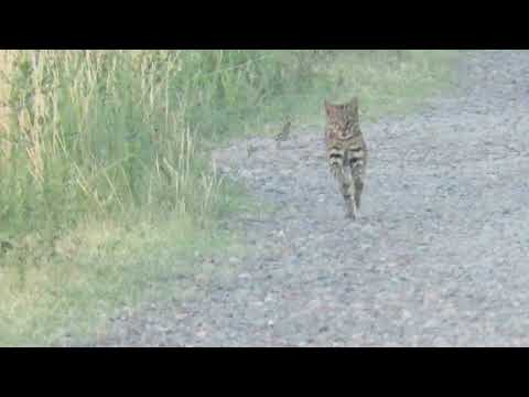 Gato Montes en Rosales, Cordoba