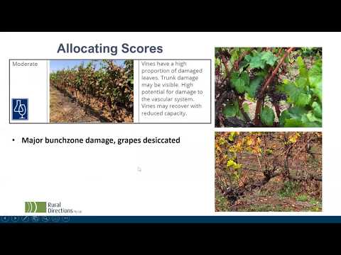 Principles for re-establishing fire damaged vineyards: winter pruning and preparation