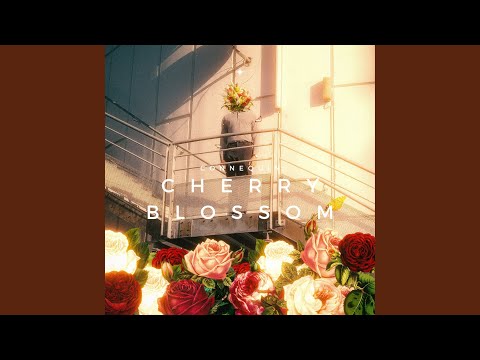 Cherry Blossom