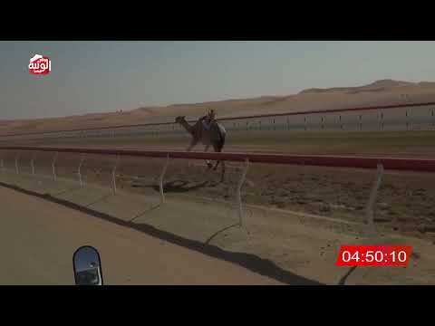 ش 6 (مزون) لـ مبارك احمد محمد هدفه العامري 13:16:97 , شارة الديوان 2026/2/22 حول زمول الوقن