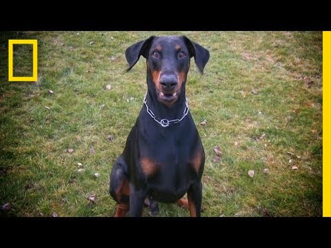 唸る犬歯 | 生きるか死ぬか