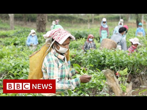 コロナウイルス。インドの紅茶労働者たちの恐怖を封鎖 - BBC ニュース (Coronavirus: The fears of India's tea workers in lockdown - BBC News)