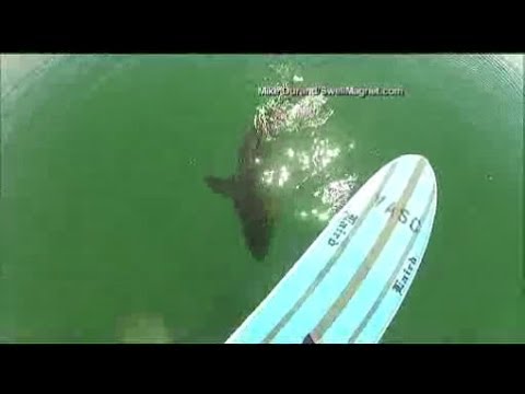 Paddleboarder spots great white shark