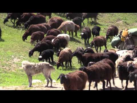 Tajik shepherd dogs from different flocks in the wild