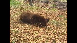 Лов на мечки 02