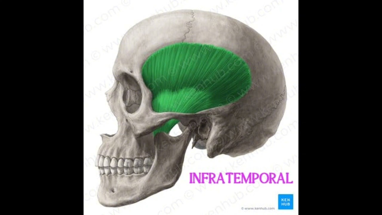 🦷 ESPACIOS APONEUROTICOS 🦷