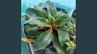 Download lagu Cerita Hanya Tentang Setia mp3