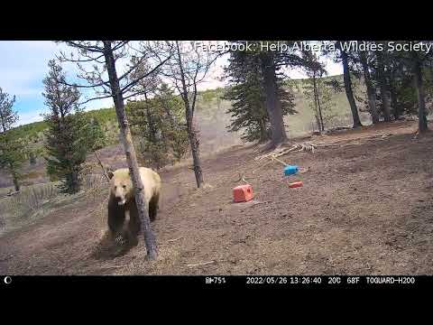 Grizzly Bear Chasing Alberta Wild Horses || ViralHog
