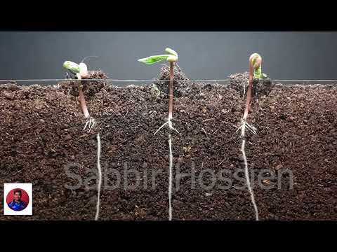 Mung bean and corn time lapse