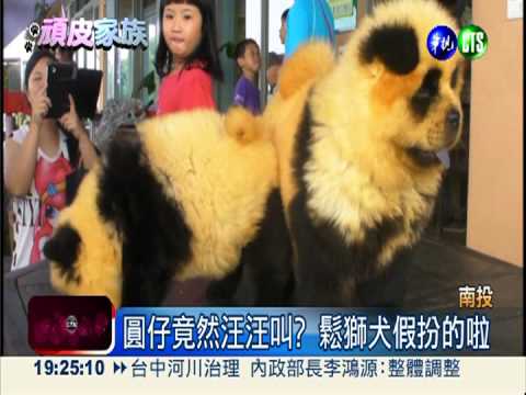鬆獅犬畫黑眼圈 冒充貓熊"圓仔"!