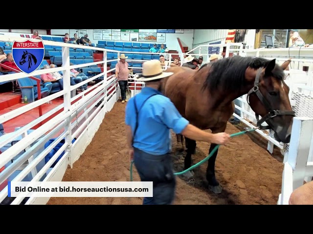 Vídeo relacionado con Camisetas de carreras de caballos - Ride It Like You Stole It Horse Racing Camiseta