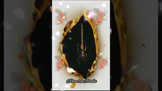 Download lagu 𝙕𝘼𝙈𝘼𝙉 ; 𝙆𝙞𝙨𝙖𝙝 𝘾𝙞𝙣𝙩𝙖 𝙆𝙞𝙨𝙖𝙝 𝘿𝙪𝙠𝙖 mp3