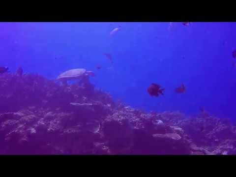 Diving Boracay ( Friday's Rock )