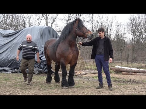 Caii domnului Ion de la Monor, Bistrita Nasaud - 2024 Nou!!!