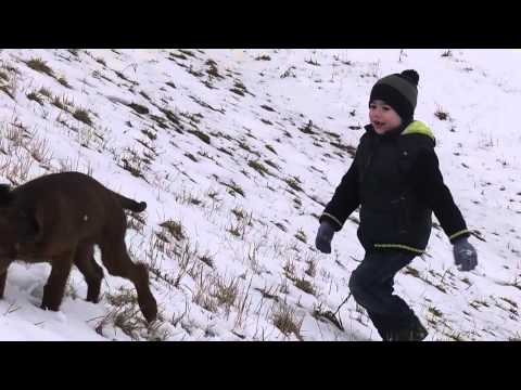 Luna Faviani setter 3 months