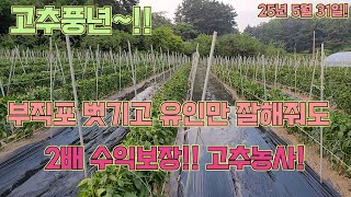 부직포터널고추, 부직포 벗기고 해야할 일 일목요연하게 정리드립니다. 고추농사 잘짓는 법!!