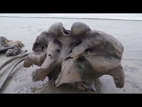 Russian scientists discover well preserved bones of woolly mammoth