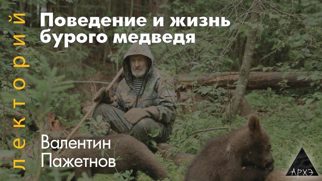 Валентин Пажетнов: Поведение и жизнь бурого медведя