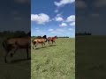 proof that three-legged horses can run free and THRIVE! 😍