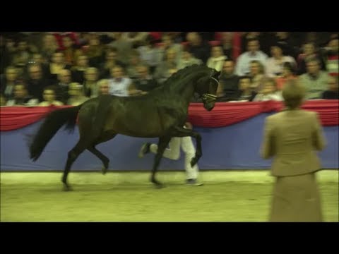 1a Hauptprämiensieger 2019 Follow Him Schönweide von Follow Me - Sir Donnerhall