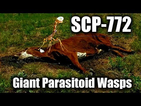 , title : 'SCP Readings: SCP-772 Giant Parasitoid Wasps | euclid | Parasitic / Species scp'