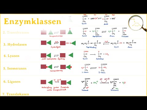 Arten von Enzymen - Hauptgruppen von Enzymen - Einteilung nach Reaktionstypen