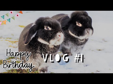 Happy Birthday Bunny Vlog #1 || Pfötchenbande
