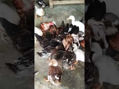 , title : 'duckfarming #farming #duckfarming #bird #chicken #ducks #asil #chick #farminglife #duck #hen'