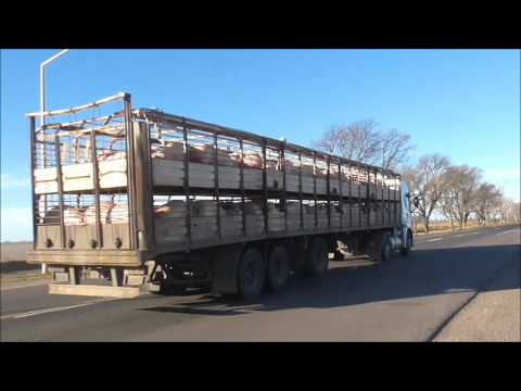 camino viejo (version original ) : conjunto ivoti