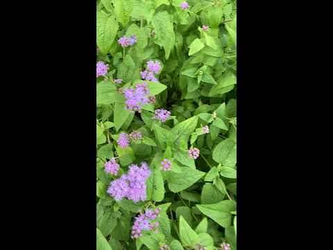 image-How do you take care of a blue mist flower?
