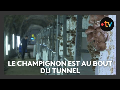 Tunnel abandonné, vieille usine... des lieux de culture du champignon