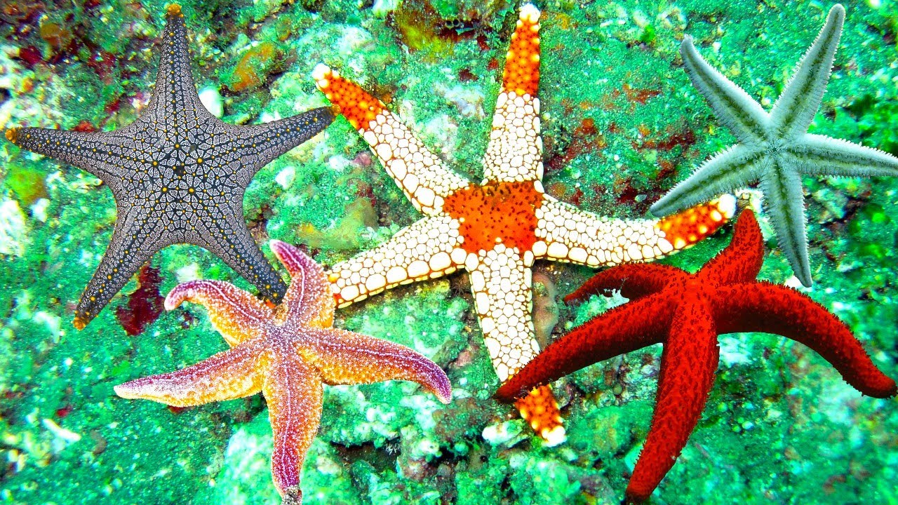 Starfish | From Ocean Icons to Endangered Species