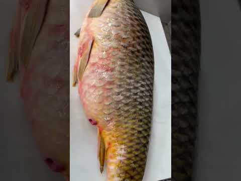 Encontramos un tiburón gigante midió tres cuartas y media ￼