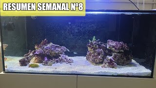 ✅Resumen semanal Nº8 (NUEVAS MEJORAS)