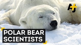 Melting Sea Ice Threatens Polar Bears
