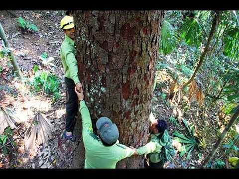Quảng Nam: Khu rừng Lim quý hiếm trị giá hàng triệu đô