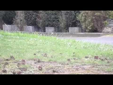 EICHHÖRNCHEN HORCHHEIMER HÖHE