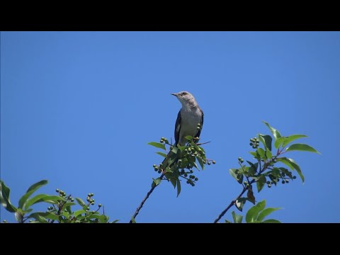 Northern Mockingbird shows off its amazing repertoire of songs