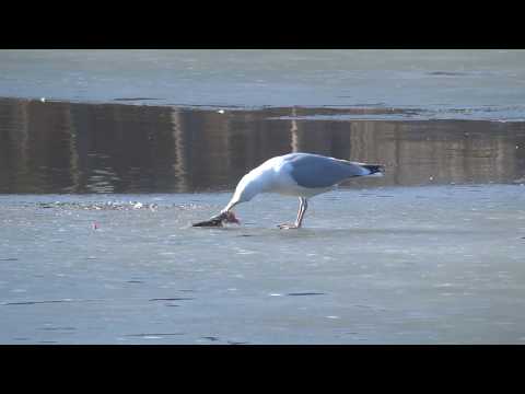 Pták na rybníku v Mostištích zdolává ulovenou rybu - 10.3.2018