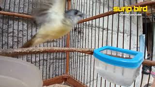 Download lagu Suara Burung Empuloh irang jantan gacor full mbeset Masteran mp3 Download lagu Suara Burung Empuloh irang jantan gacor full mbeset Masteran mp3