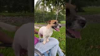 Video preview image #1 Jack Russell Terrier Puppy For Sale in Weston, FL, USA