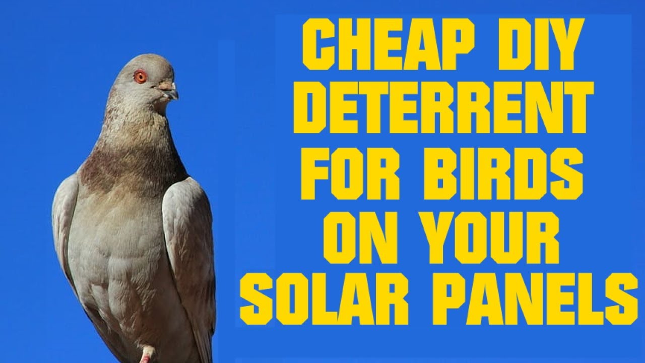 Cheap DIY Pigeon Deterrent for Solar Panels