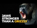 The Insane Biology Of The Gorilla