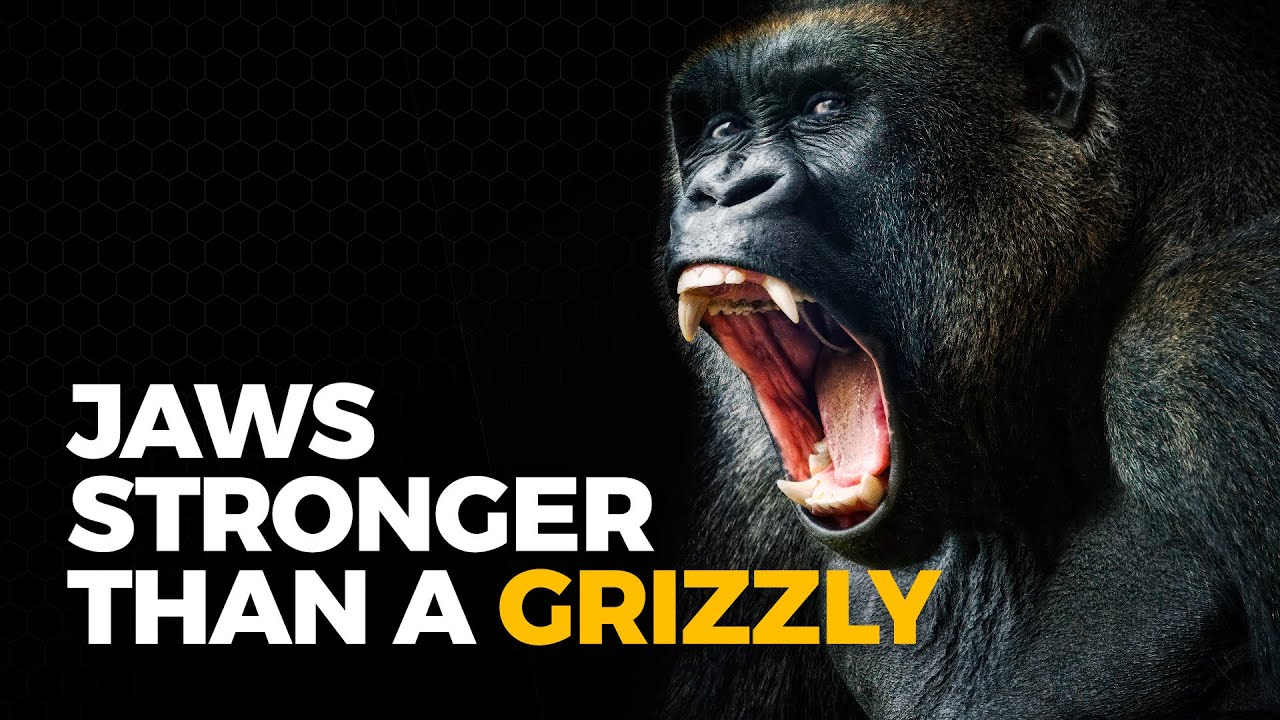 The Insane Biology of: The Gorilla
