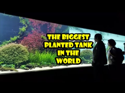 99 - My visit to see the biggest planted tank in the world - Florestas submersas by Takashi amano